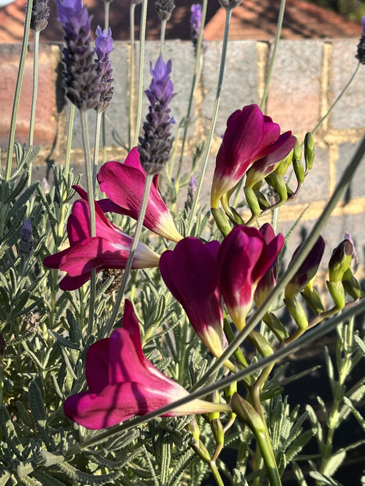 A Daughter Secretly Planted Freesias in Her Mom’s Herb Pots, and They Still Surprise Her Every Year
