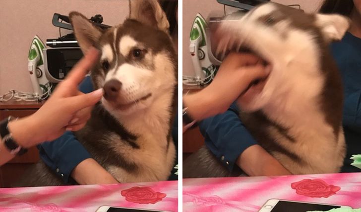 Owner trying to teach husky until he was bitten