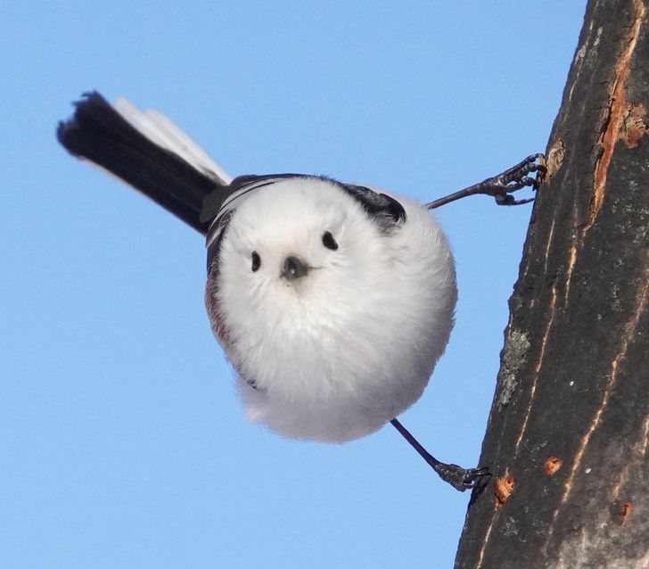 14 Unique Birds That Can Stun You With Their Beauty / Bright Side