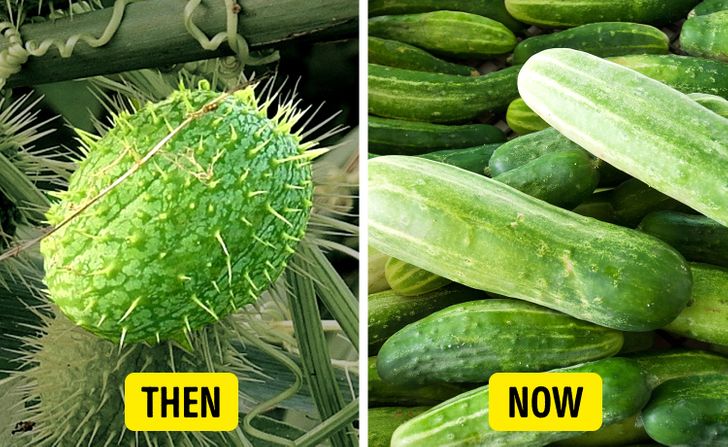 13 Eye-Opening Facts About Familiar Foods That Once Looked Very Different