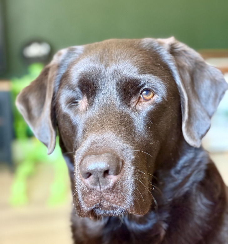 A Shelter “Lab and Chesapeake Bay Retriever” Who Turned Out to Be a Purebred Lab