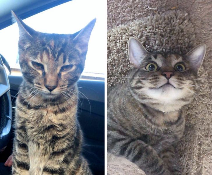 19 People Whose Pets Came and Said “From Now on I’m Living Here”