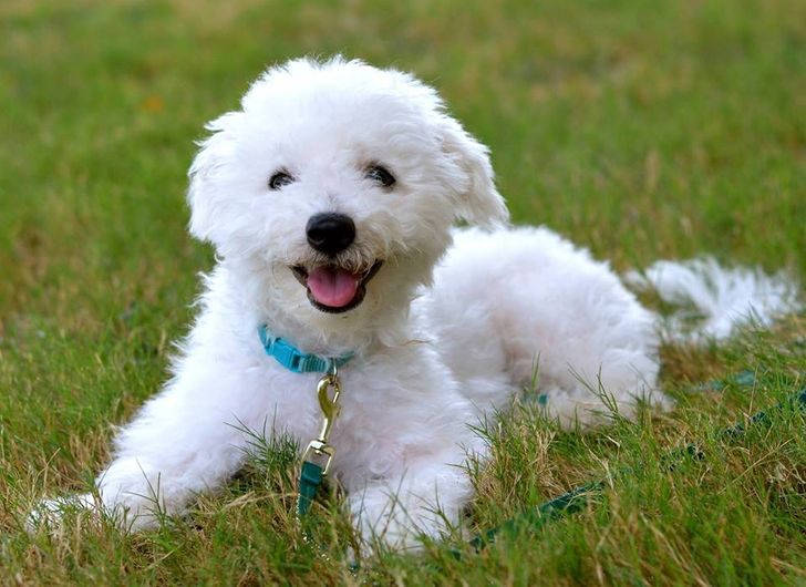 12 Dog Breeds That Are Perfect for First-Time Owners