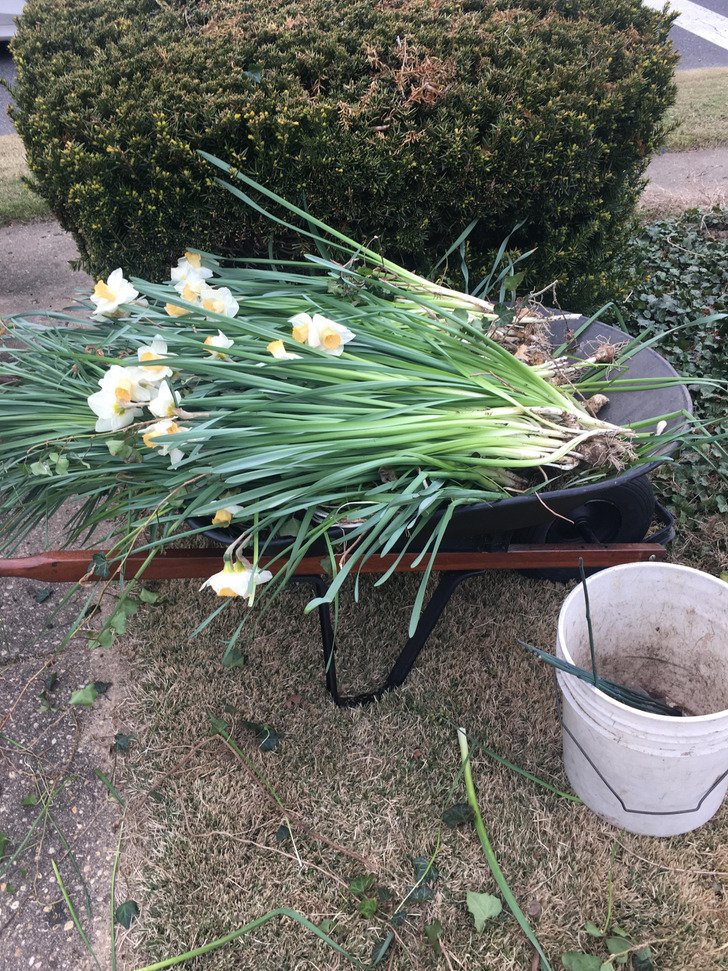 An Elderly Neighbor Who Was Moving Away Dug Up 300 Daffodil Bulbs for the Family Next Door