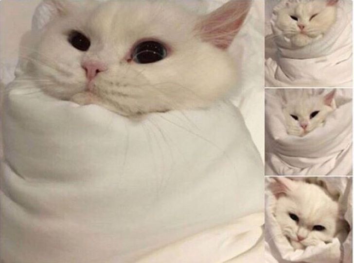 20 Hilarious Pictures Showing What Cats Are All About