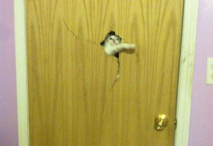 25 animals who are really, really eager to come inside