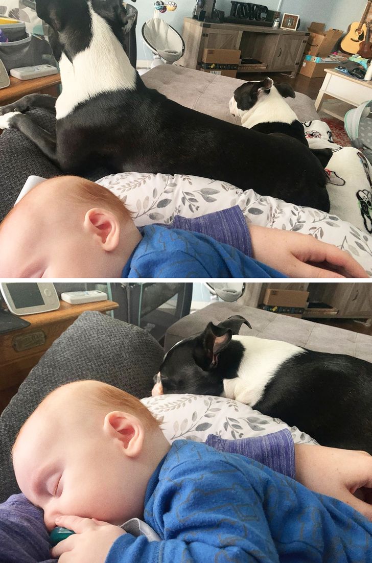 25 Pets Whose Best Friend Is the Youngest Member of the Family