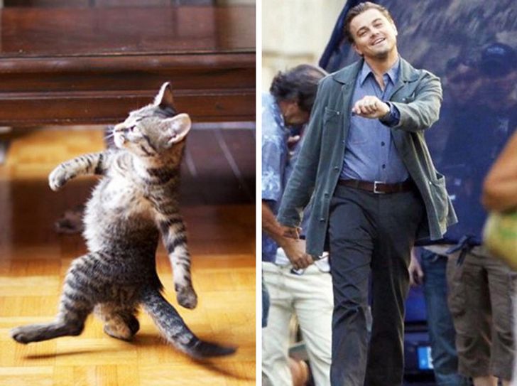 Шагающий кот. Кот Леонардо ди Каприо. Смешная походка. Походка кота. Шагающий котенок.