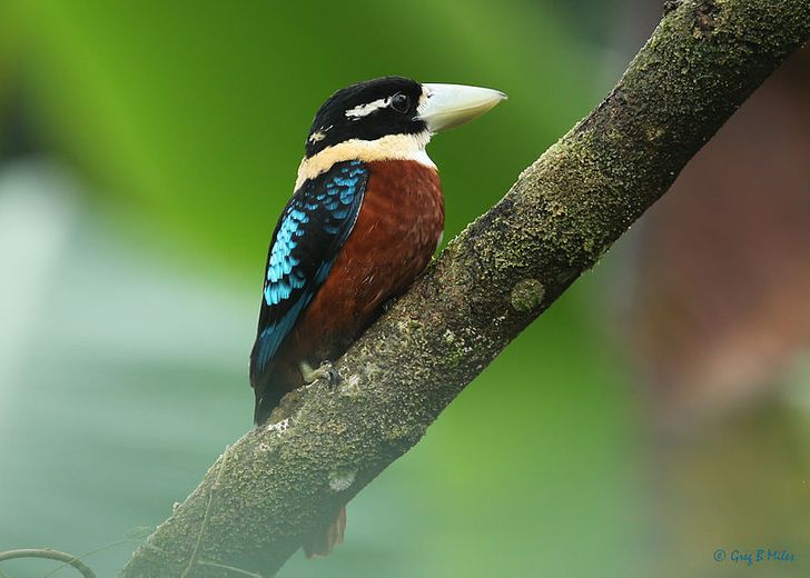 20 Exotic Birds That Seem to Have Come From Another Planet