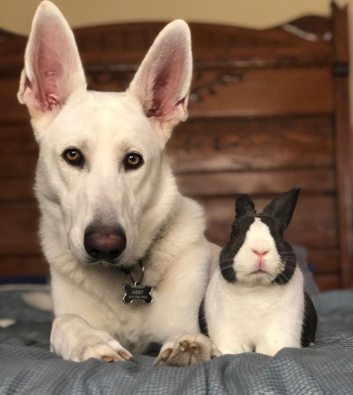 "สุนัขเยอรมันและกระต่ายเพื่อนที่ดีที่สุดของฉัน"