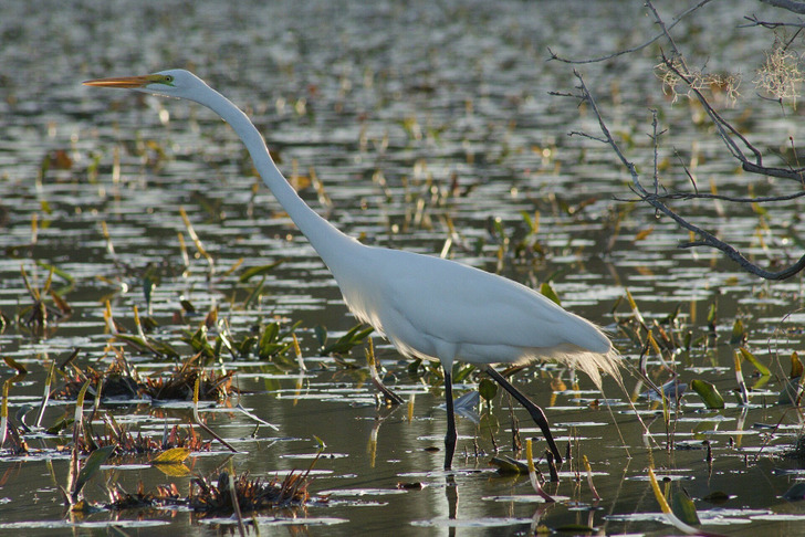 A great egret among lily pads in the Okefenokee Swamp, March 2026