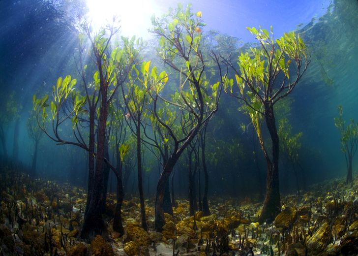 The 15 Most Beautiful Trees in the World