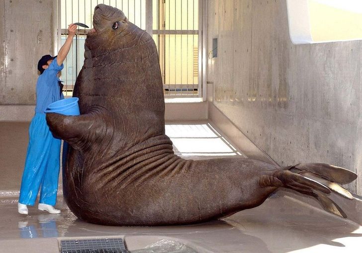 20+ Animals Whose Size Is Out of This World