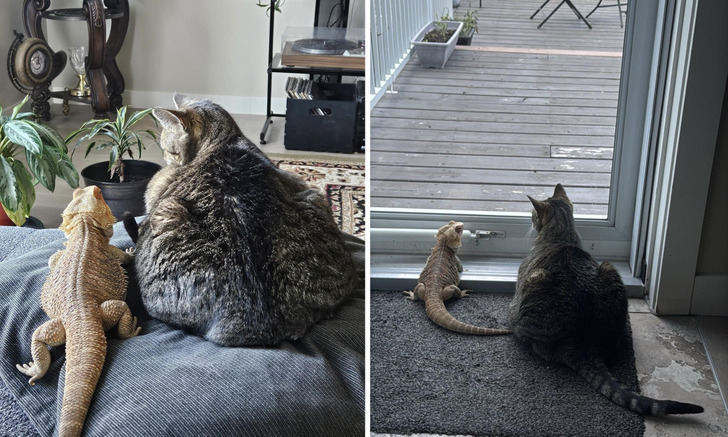 A Bearded Dragon and a Cat Who Became Best Friends