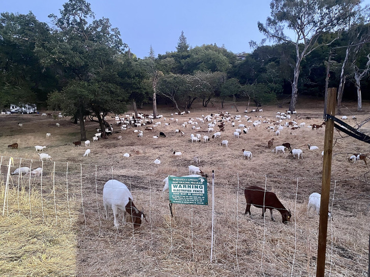 Goats grazing a hillside for fire prevention in Menlo Park, California (not Arcadia)