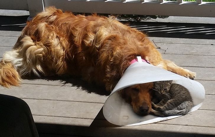 15+ Pics That Prove Support Is the Most Precious Thing in Life