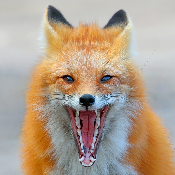 A Fox That Finally Didn't Run Off and Yawned Instead