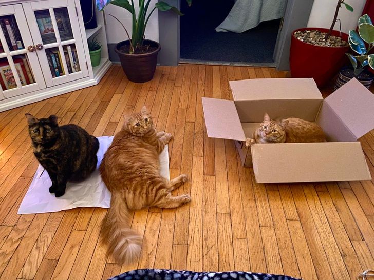 20+ Reddit Users Wanted to Know If Cat Traps Worked and Got an Immediate  Answer / Bright Side