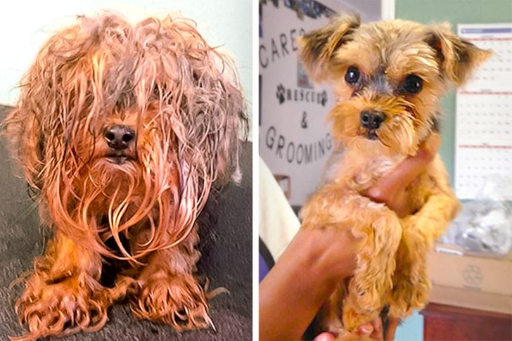 14 Photos of Dogs Before and After They Were Adopted by Truly Kind People