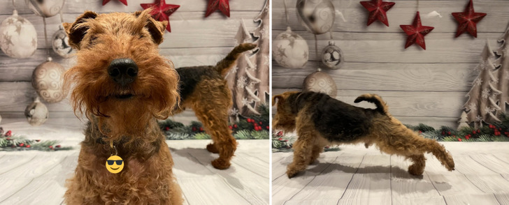 Two Terriers, One Kitchen and a Christmas Card Shoot That Went Its Own Way