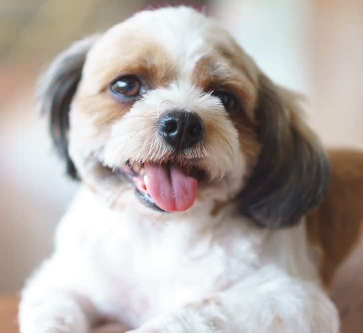 A white and dark brown Shih Tzu and Poodle crossbreed A white and dark brown Shih Tzu and Poodle crossbreed