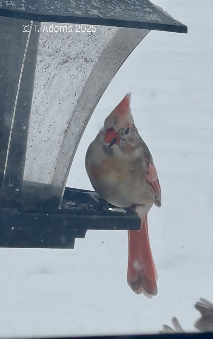 A White and Black Cardinal Among Dozens of Regulars