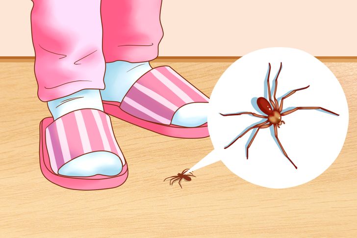 How to get rid of bugs in the house