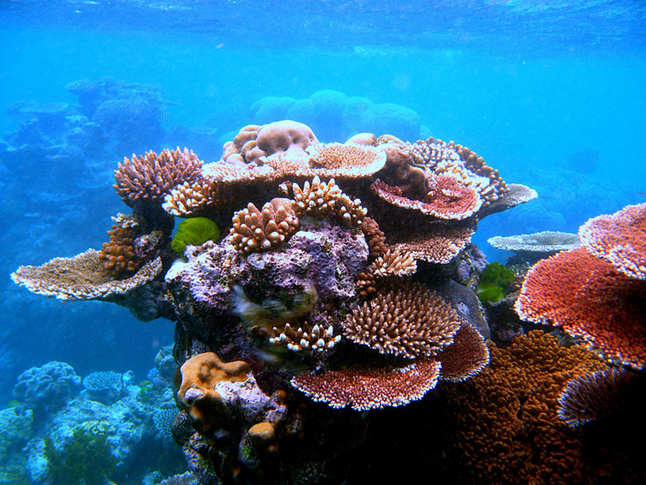 Corals on Flynn Reef, Great Barrier Reef