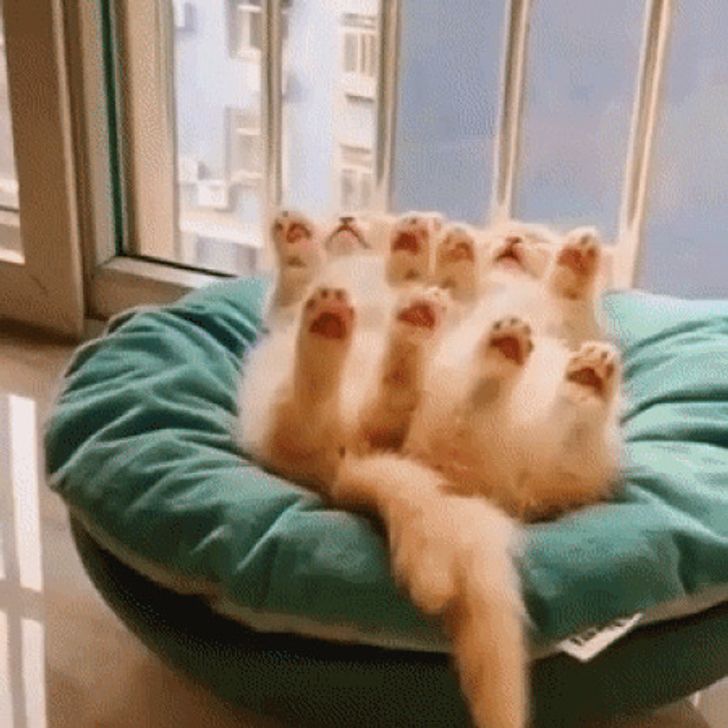Cat Photos That Will Melt Your Heart