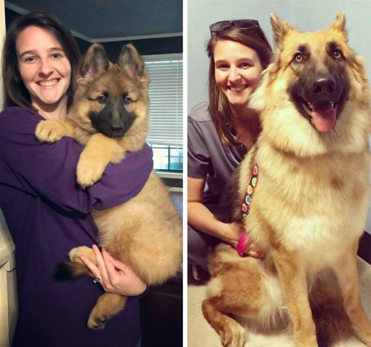 20 Times People Got Tiny Pupsters but Forgot to Hide the Magic Growth Dust