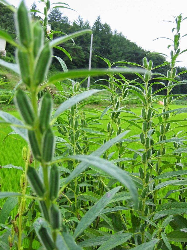 This Is How Our Favorite Foods Look in Their Natural Habitats