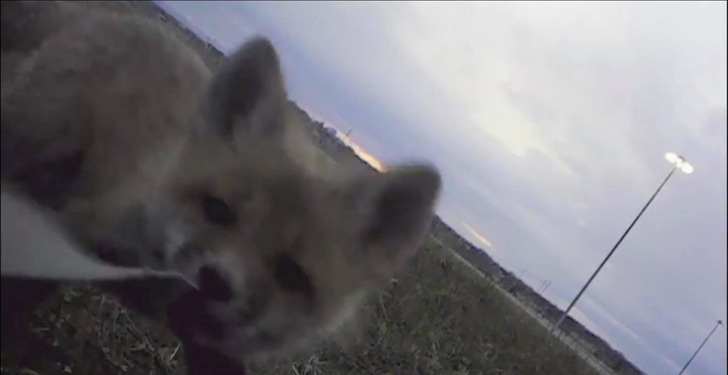 Foxes Found the Trail Cam, Took It Into Their Den for Four Days and Then Pushed It Back Out