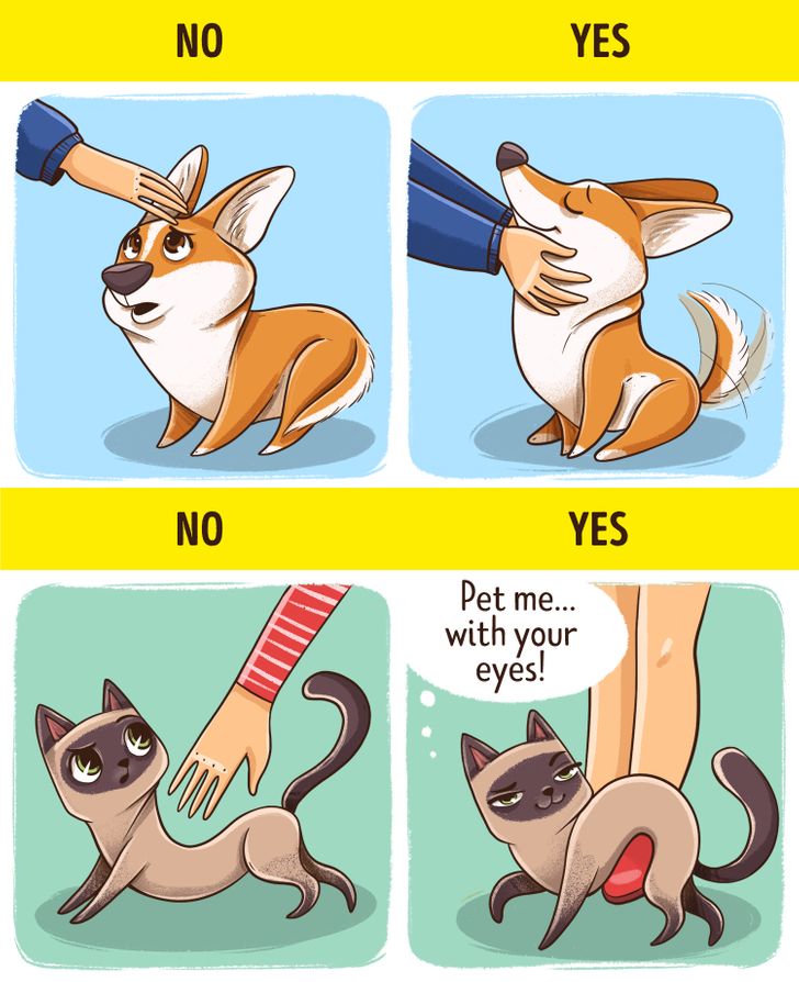 Interesting Differences Between Dogs and Cats