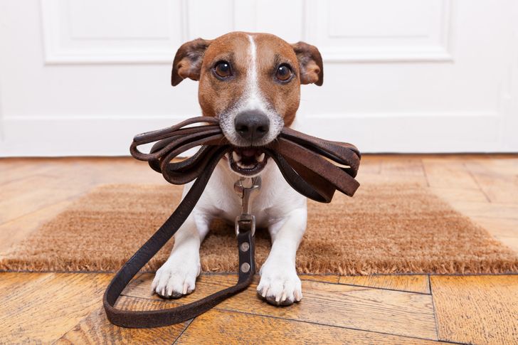 Harmful Things You May Be Doing to Your Dog Without Realizing It