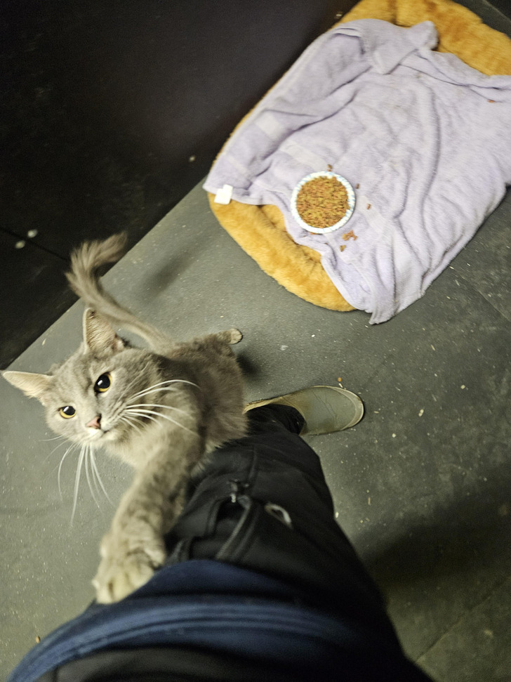 Nugget, a Horse Farm’s Microchip Scanner and a Number That Matched