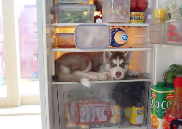 20 dogs who think they’ve found the perfect hiding place