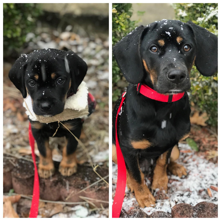 A Rescue Puppy Who Looked Like a Rottweiler and Turned Out to Be Half Beagle