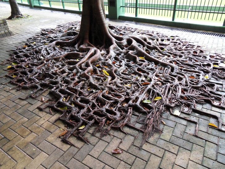Proof That When Left Alone, Nature Always Finds a Way to Take Over