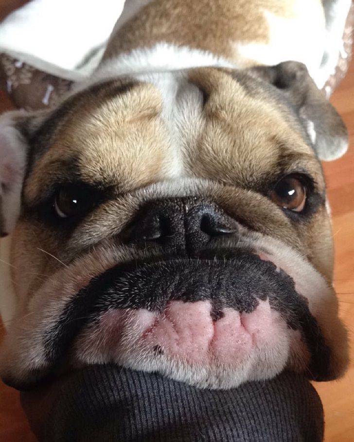 25 Photos of Bulldogs That Will Bring Smile to Your Face