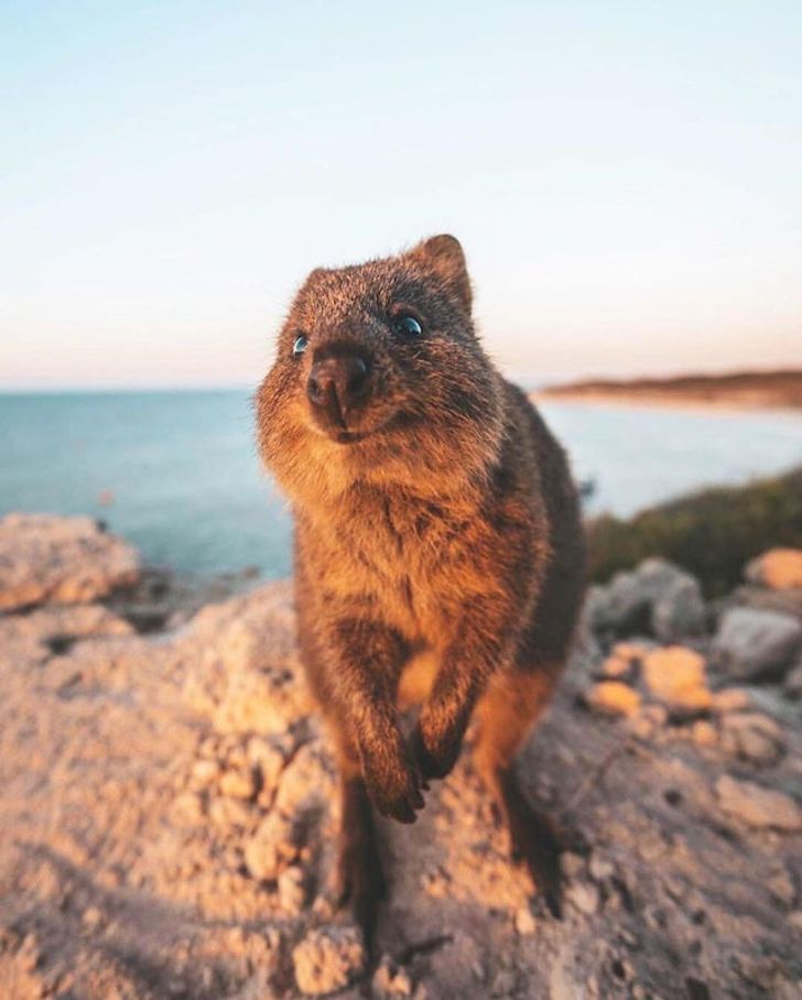 The Quokka Is Called the “World's Happiest Animal,” and Here Are 22 Photos  to Prove It