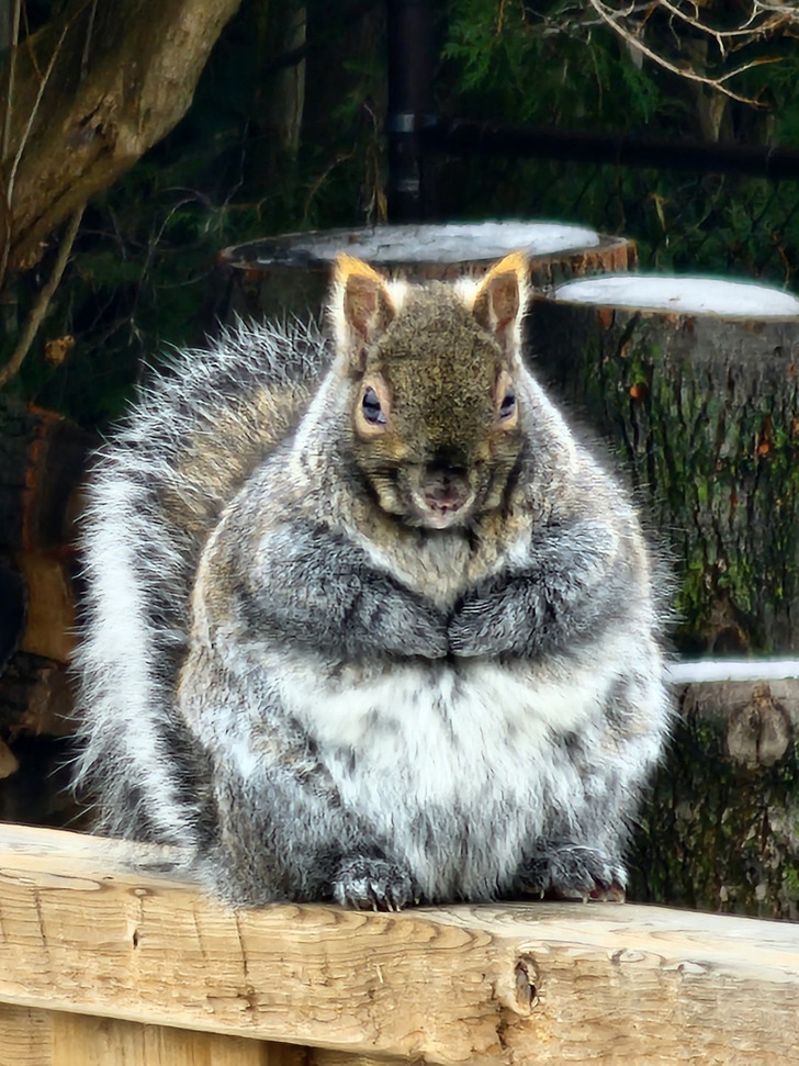 A Squirrel Who Lets the Birds Do All the Work