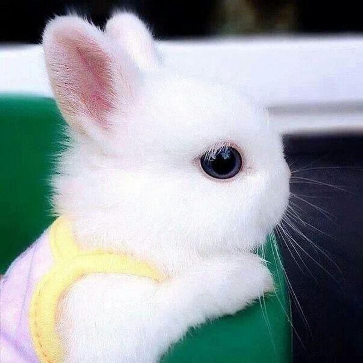 really cute white baby bunnies