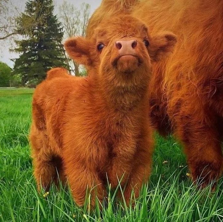 25+ Baby Animals That Are Too Cute for Words