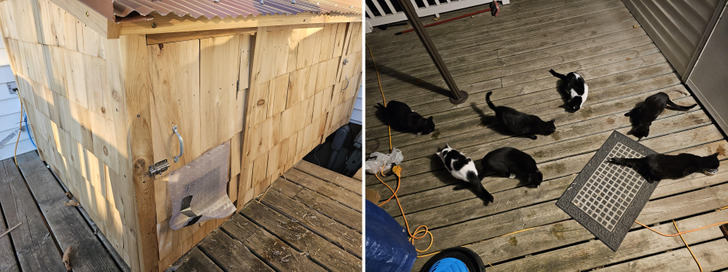 The Taj Meowhal, a Three-Story House for a Dozen Outdoor Cats