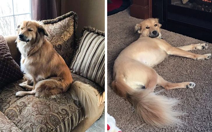 20 majiteľov domácich miláčikov, ktorí po zastrihnutí dostali úplne nového psa
