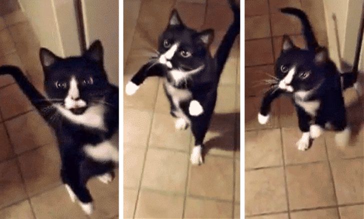 17 Facts About Cats That Made Us Love Them Even More