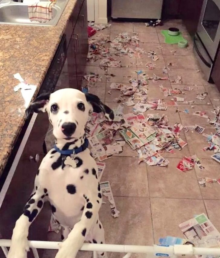 12 Things We Do That Dogs Absolutely Hate