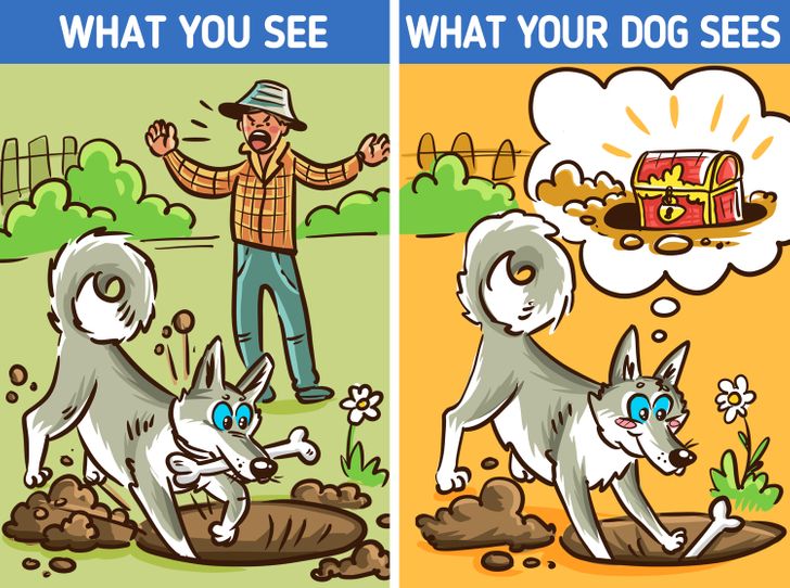 12 Seemingly Weird Things Your Dog Does That Actually Have a Good Explanation