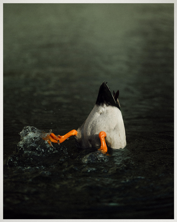 A Duck Photographed at the Exact Moment It Went Bottoms-Up