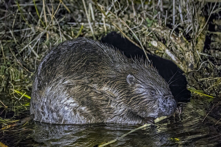 A Eurasian beaver (not at Little Sea)